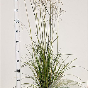 Deschampsia cesp. 'Goldschleier' 60-80 cm 4,0L