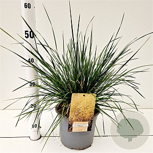 Deschampsia cesp. 'Goldtau' 60-80 cm 4,0L
