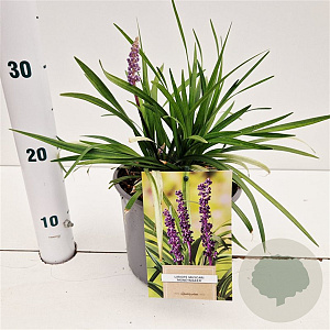 Liriope musc. `Money Maker` 20-25 cm 2,0L