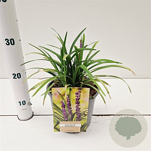 Liriope musc. `Money Maker` 20-25 cm 2,0L