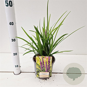 Liriope muscari 'Big Blue' 20-30 cm 2,0L