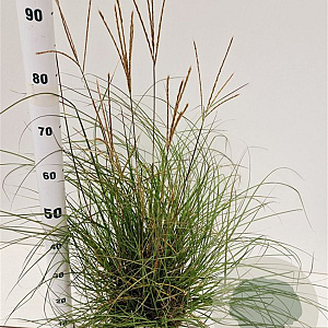 Miscanthus sinensis 'Yakushima Dwarf' 30-40 cm 4,0L