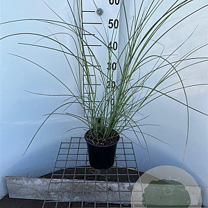 Miscanthus sin. 'Gracillimus' 40-50 cm 2,5L