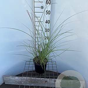 Miscanthus sin. 'Kleine Silbersp.' 30-40 cm 2,5L
