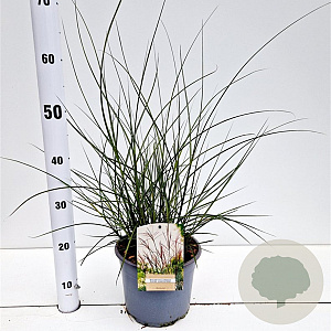 Miscanthus sin. 'Kleine Silbersp.' 40-50 cm 4,0L