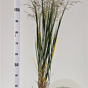 Panicum virgatum 'Northwind' 60-80 cm 2,5L
