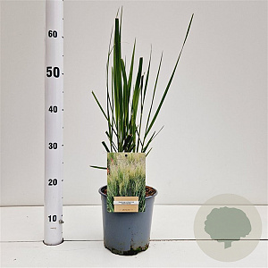 Panicum virgatum 'Northwind' gm 4,0L