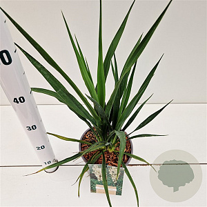 Yucca filamentosa 30-40 cm 2,5L