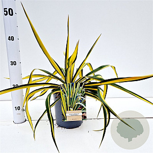 Yucca filamentosa 'Color Guard' 25-30 cm 2,5L