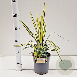 Yucca filamentosa 'Color Guard' 25-30 cm 2,5L