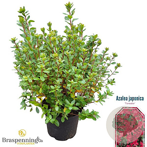 Azalea (J) 'Toreador' 25-30 cm 4,0L