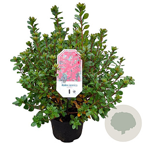 Azalea (J) 'Toreador' 25-30 cm 4,0L