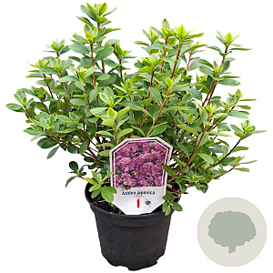Azalea (J) 'Violetta' 20-25 cm 2,0L