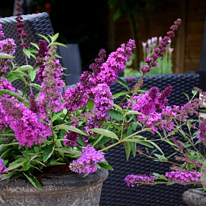 Buddleja davidii 'Free Petite Tutti Frutti' 30-40 cm 3,0L