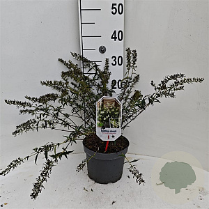 Buddleja davidii 'Free Petite' 40-50 cm 3,0L