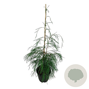 Chamaecyparis l. 'Drooping Solo' 100-125 cm 15L