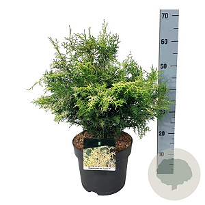 Chamaecyparis o. 'Lucas' 40-50 cm 6L