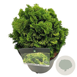 Chamaecyparis o. 'Nana Aurea' 15-20 cm 5,0L