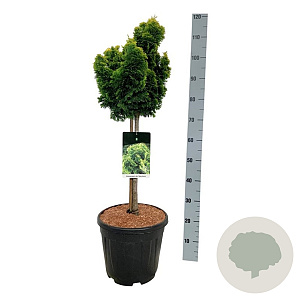 Chamaecyparis o. 'Nana Aurea' 50 cm stam 15L