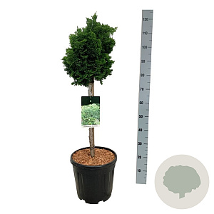 Chamaecyparis o. 'Nana Gracilis' 50 cm stam 15L