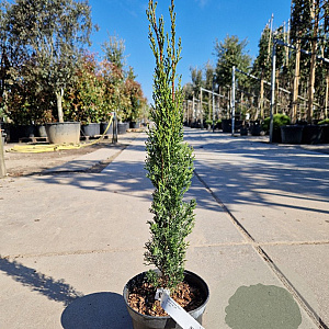 Cupressus semp. 'Totem' 60-80 cm 3,0L