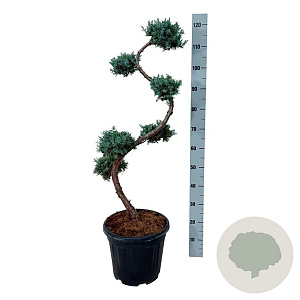 Juniperus chin. 'Blue Alps' 80 cm 15L bonsai