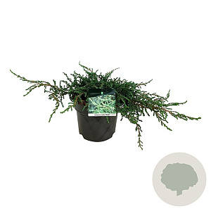 Juniperus communis 'Ristol' 40-50 cm 6L