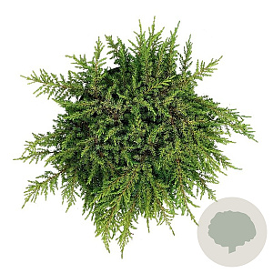 Juniperus comm. 'Lemon Carpet' 30-40 cm 6,5L