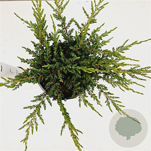 Juniperus comm. 'Repanda' 25-30 cm 2,5L