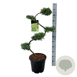 Juniperus pf. 'Pfitzeriana Aurea' 80 cm 15L bonsai