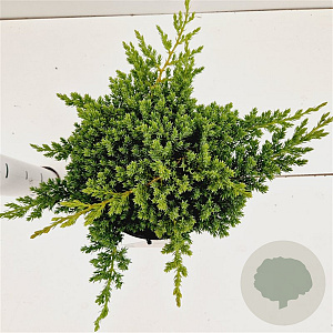 Juniperus procumbens 'Nana' 25-30 cm 2,5L
