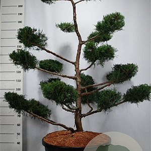 Juniperus virg. 'Grey Owl' 150-175 cm cont. 130L bonsai