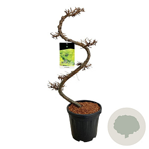 Larix kaempferi 80 cm 15L bonsai