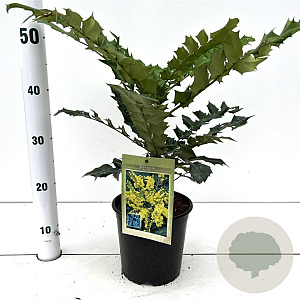 Mahonia bealei 30-40 cm 2,5L