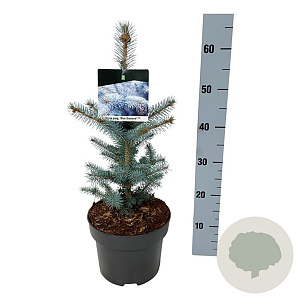 Picea pungens 'Blue Diamond' 30-40 cm 4,5L