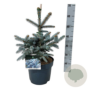 Picea pungens 'Erich Frahm' 40-50 cm P26