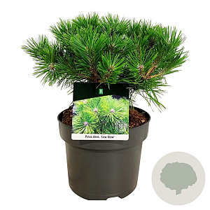 Pinus dens. 'Low Glow' 30-40 cm 4,5L