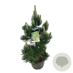 Pinus heldreichii 'Satellit' 60-80 cm 30L extra