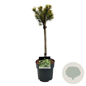 Pinus mugo 'Carsten's Wintergold' 40 cm stam 5,0L