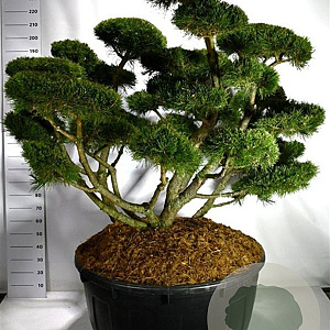 Pinus mugo 'Gnom' 150-175 cm cont. 500L bonsai