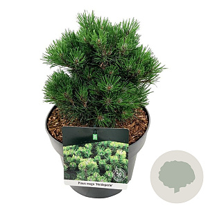 Pinus mugo 'Heideperle' 15-20 cm