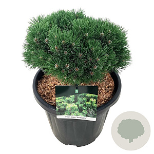 Pinus mugo 'Heideperle' 25-30 cm 15L