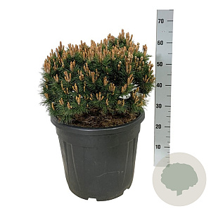 Pinus mugo 'Heideperle' 40-50 cm 30L extra