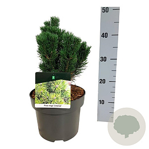 Pinus mugo 'Limerick' 20-25 cm