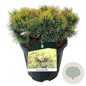 Pinus mugo 'Ophir' 30-40 cm 15L