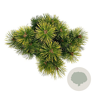 Pinus mugo 'Winter Gold' 30-40 cm 15L