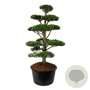 Pinus nigra nigra 175-200 cm cont. 285L bonsai