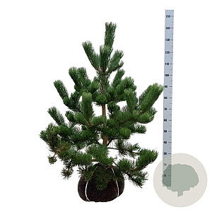 Pinus nigra 'Oregon Green' 80-100 cm met kluit extra