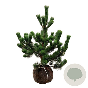 Pinus nigra 'Oregon Green' 100-125 cm met kluit extra