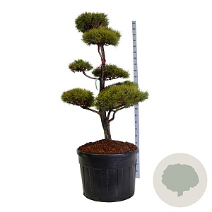 Pinus sylvestris 150-175 cm cont. 180L bonsai